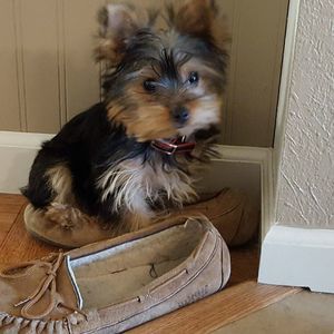 Meet your Posher, Claudia